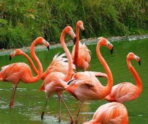 yapboz Flamingolar su, büyük su kuş tüyleri pembe
